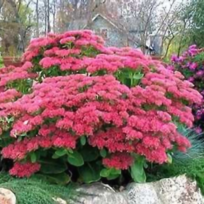 Очиток видный herbstfreude