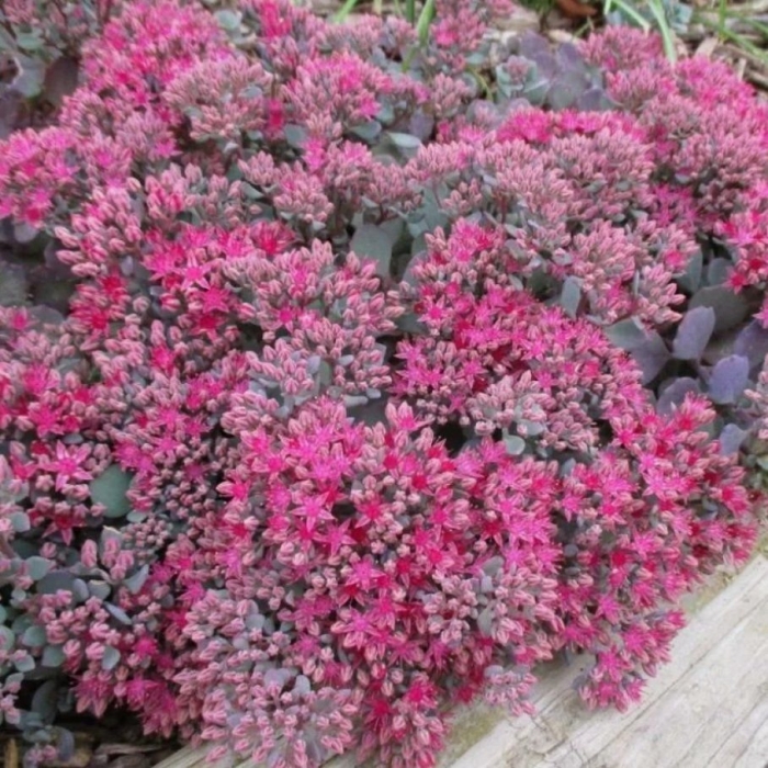 Очиток robustum