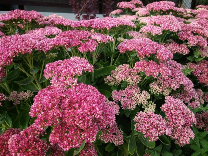 Очиток видный sedum spectabile