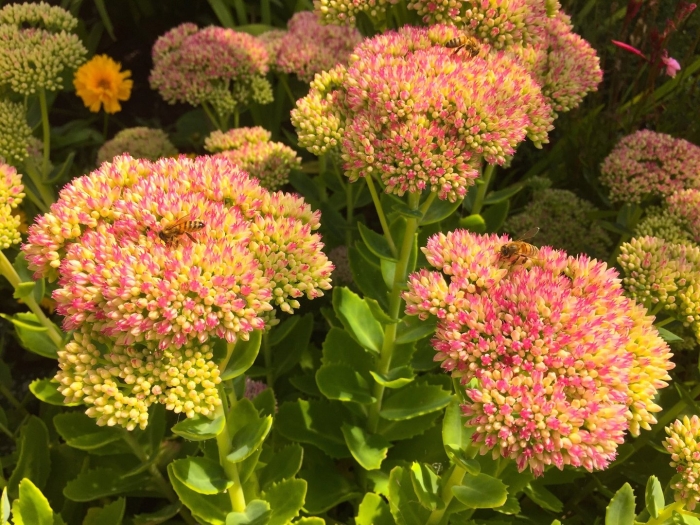 Очиток вайнберга