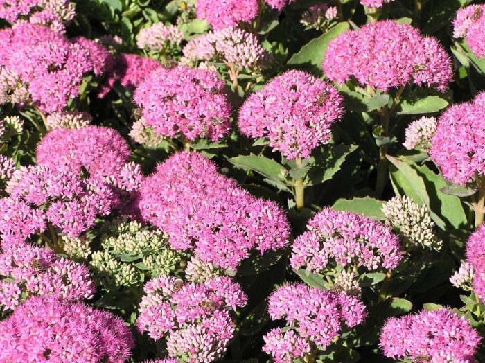 Очиток карл