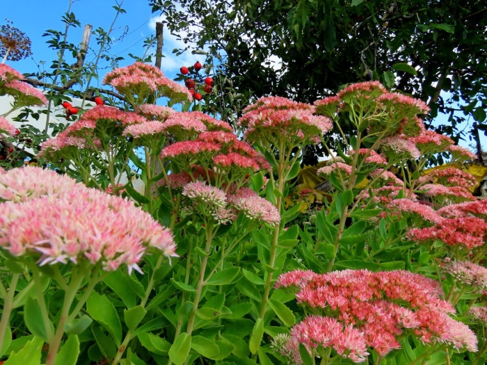 Очиток отумн джой