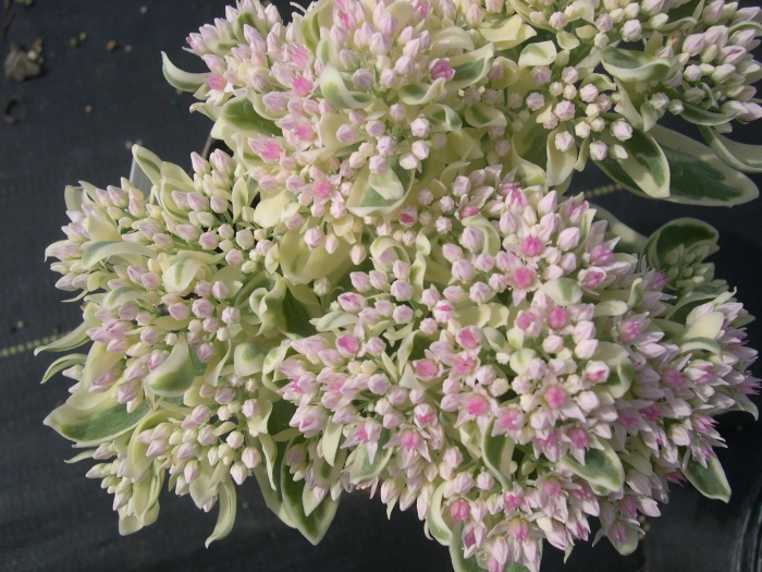 Очиток фрости морн