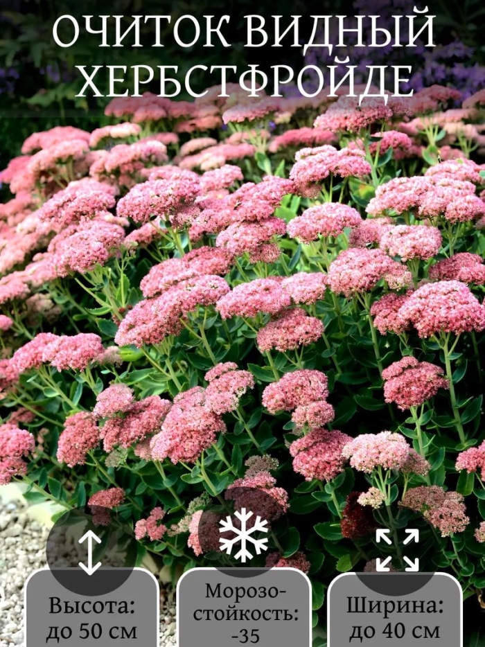 Очиток бриллиант