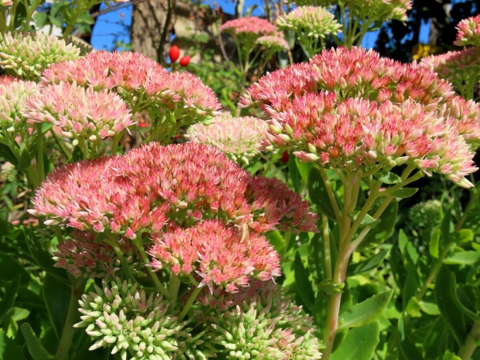 Очиток матрона