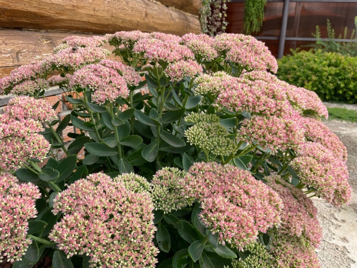 Очиток видный sedum spectabile brilliant