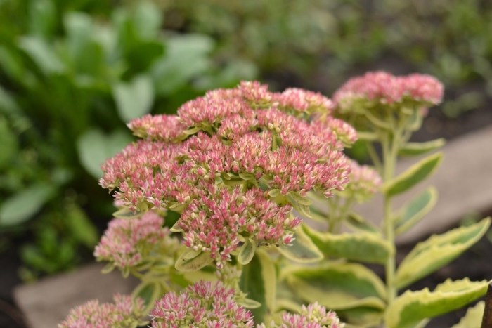 Седум дрим даззлер