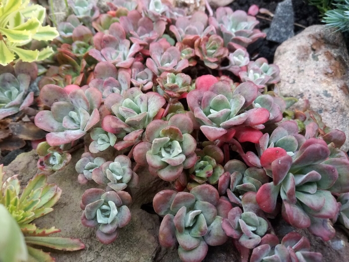 Очиток лопатчатолистный purpureum