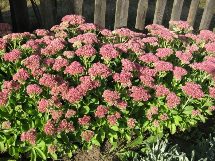 Очиток видный (sedum spectabile &#96;carmen&#96;)