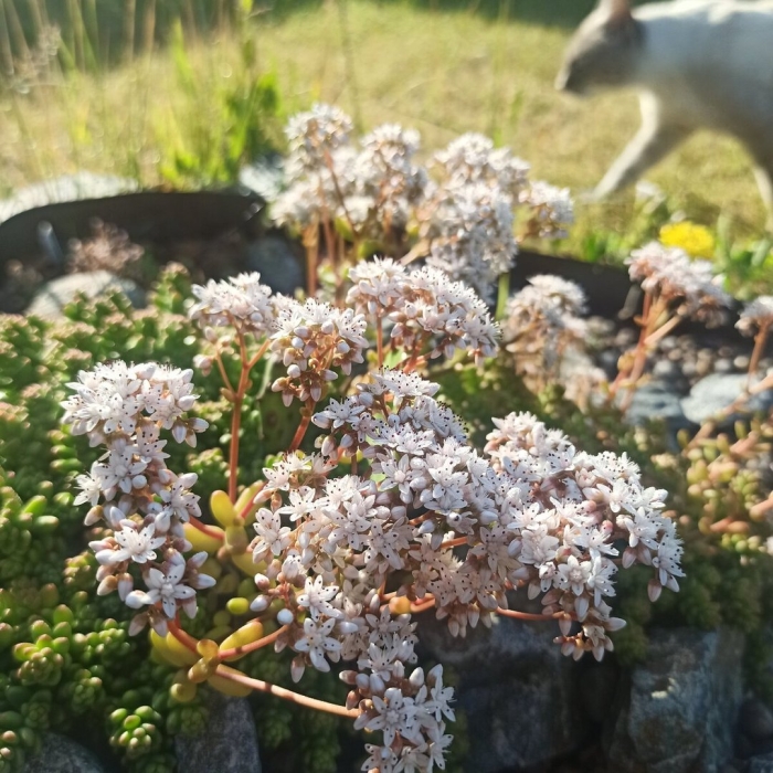 Седум джойс таллоч