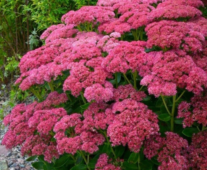 Очиток видный бриллиант