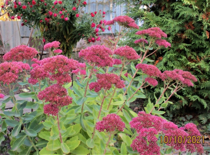 Очиток видный вариегата