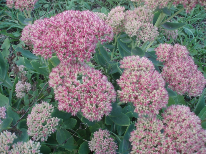 Многолетники очиток жемчужный