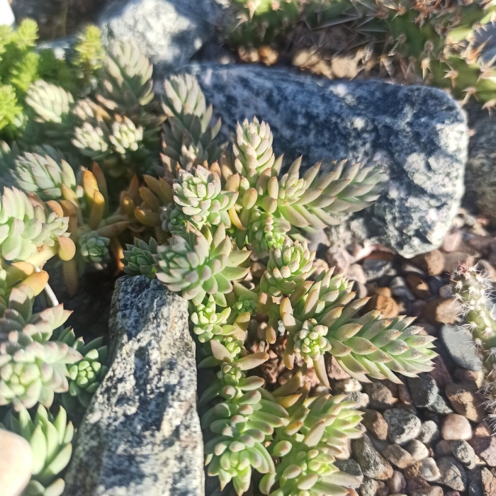 Седум моргана