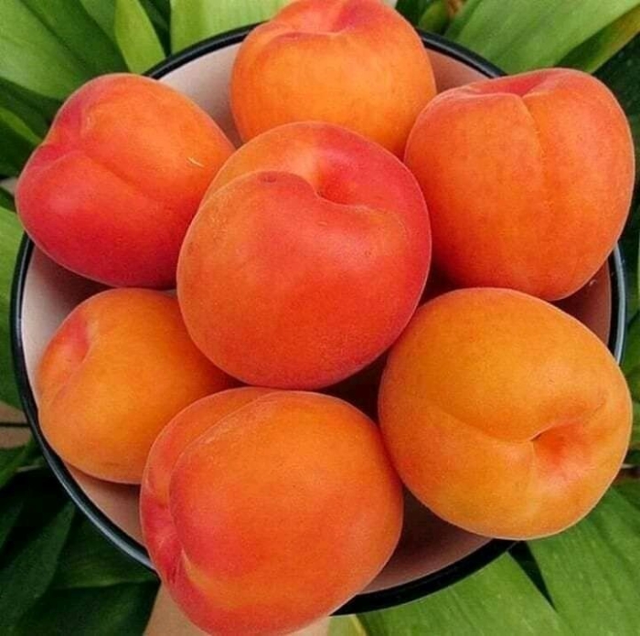 Абрикос августин