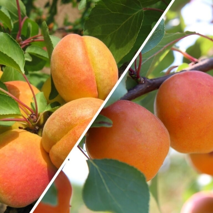 Триумф северный абрикос