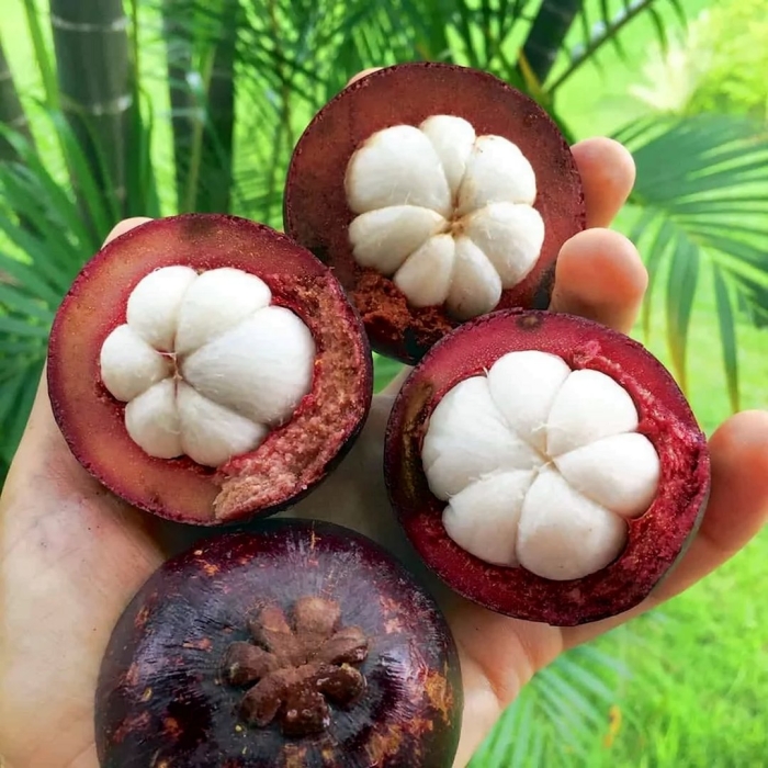 Мангостан мангустин