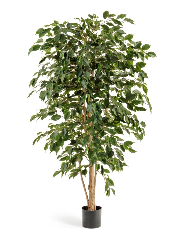 Фикус бенджамина нитида