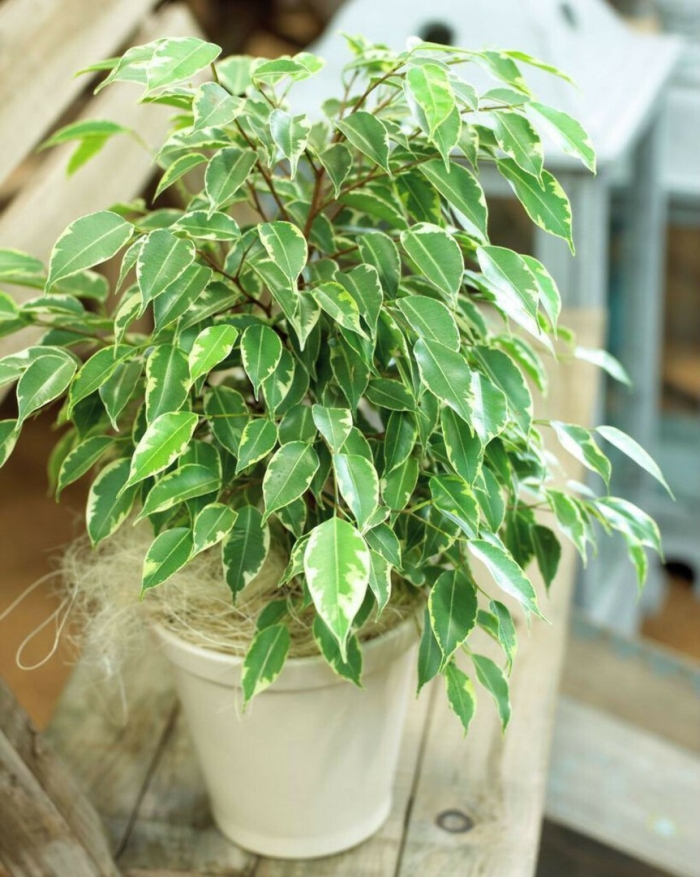 Бенджамина фикус