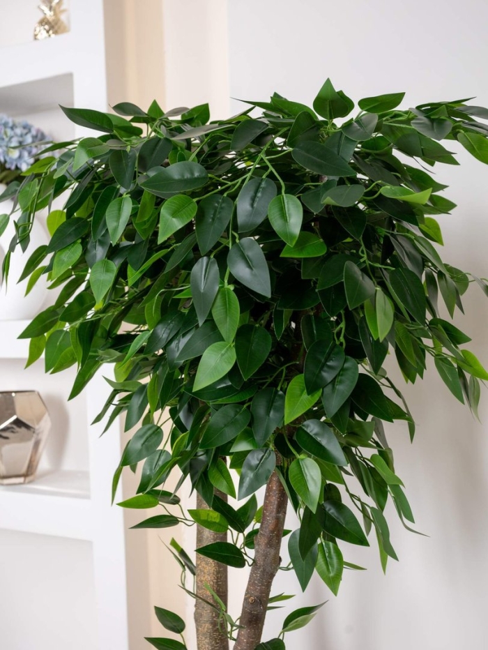Декоративное дерево фикус
