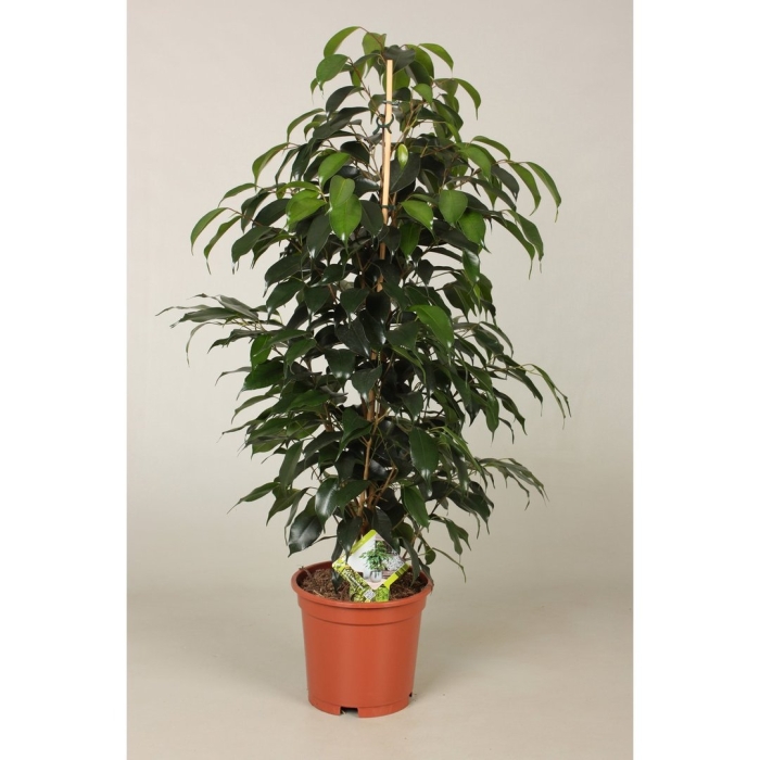 Фикус бенджамина голден моник