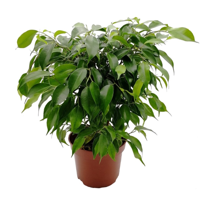 Фикус бенджамина кинки