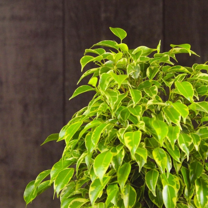 Фикуса бенджамина