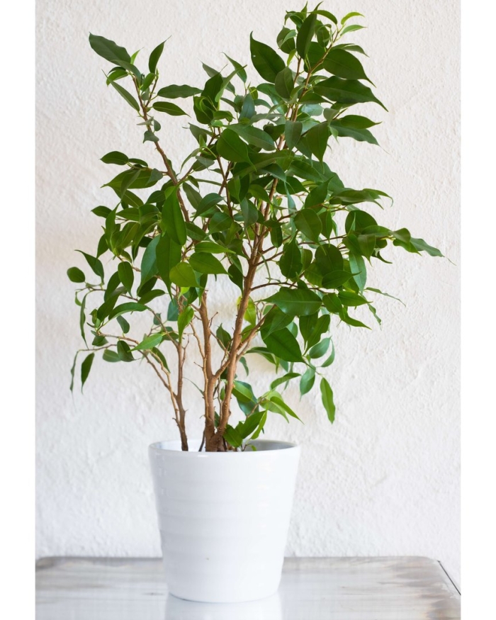 Цветок бенджамин фикус