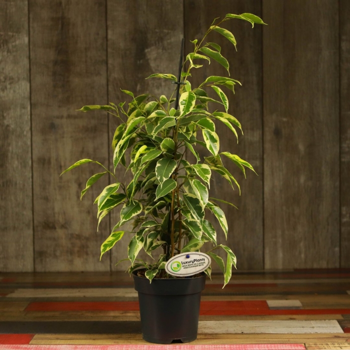 Фикус голден кинг