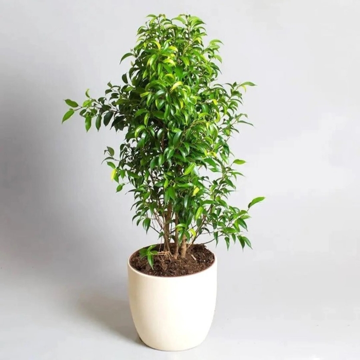 Фикус бенджамина наташа