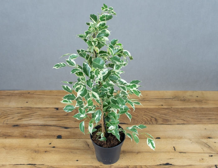 Фикус бенджамина твайлайт