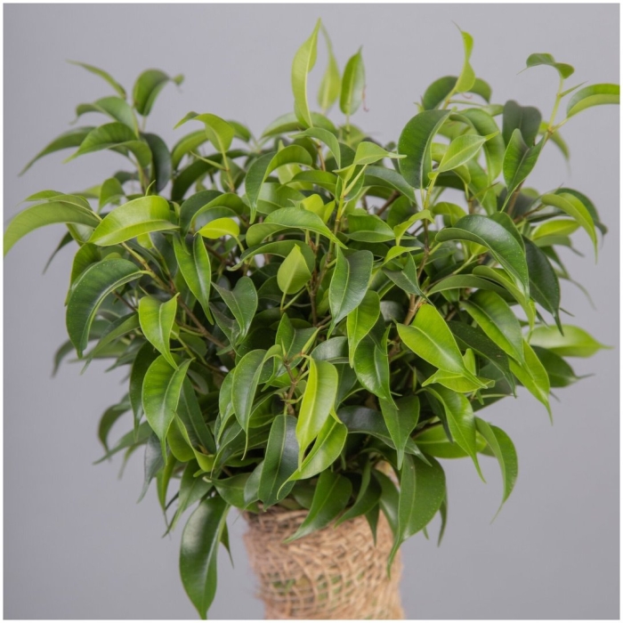 Фикус грин кинки