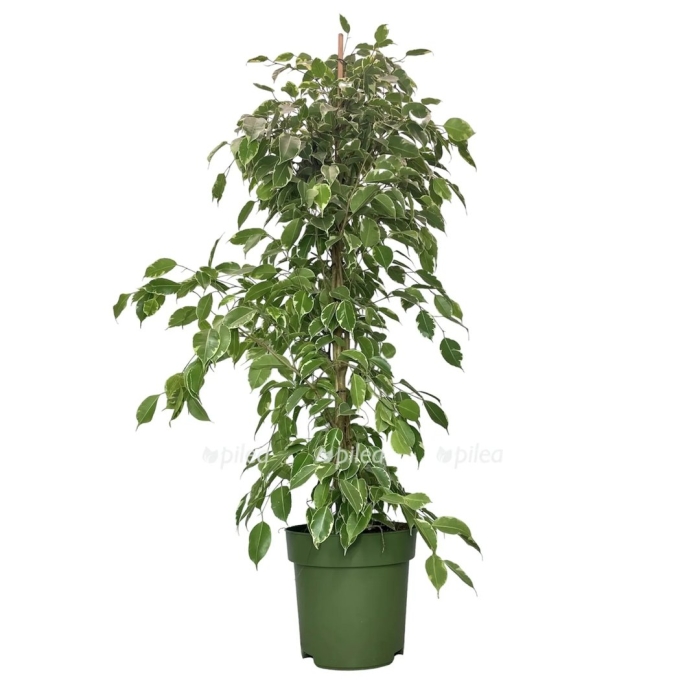 Фикус бенджамина голден кинг