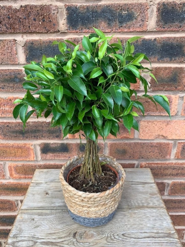 Фикус бенджамина джутти