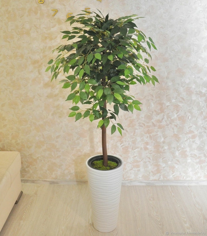 Фикус бенджамина дерево