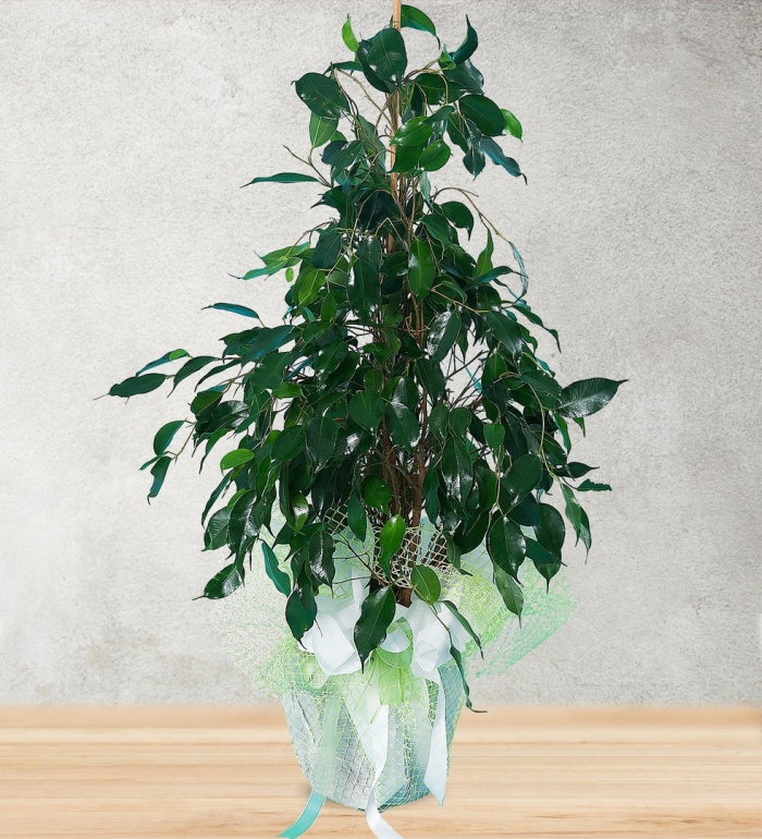 Комнатные растения фикус бенджамина