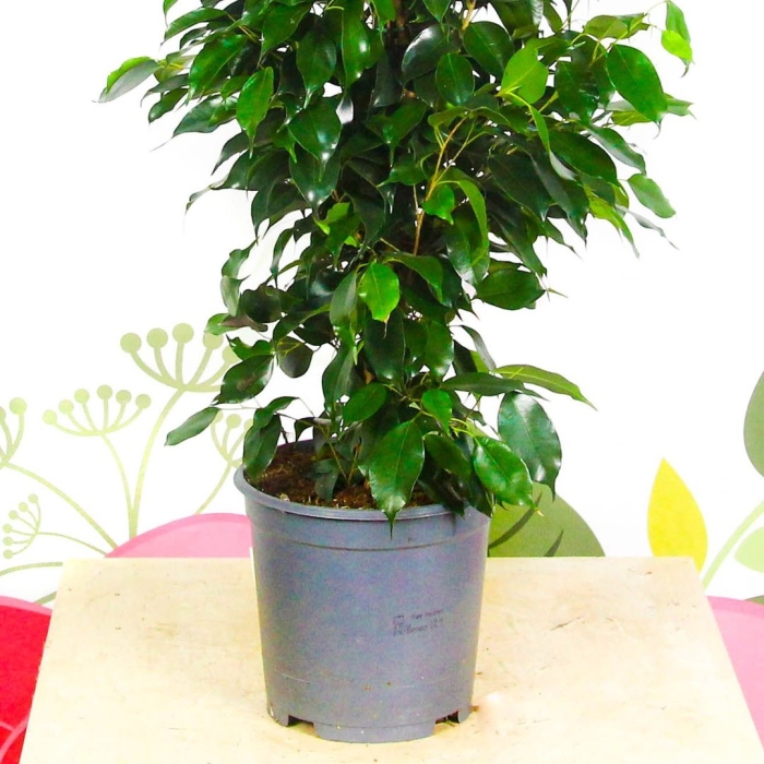 Фикус бенджамина даниэль