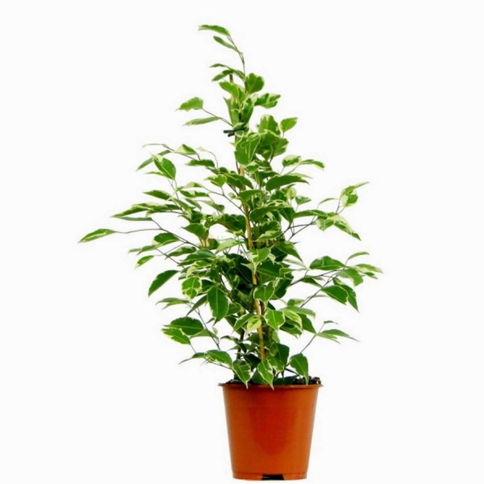 Фикус бенжамина саманта