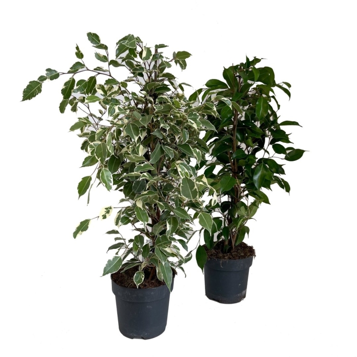 Фикус бенджамина голден