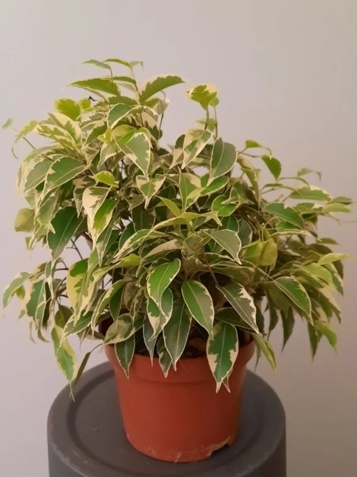 Кинки фикус