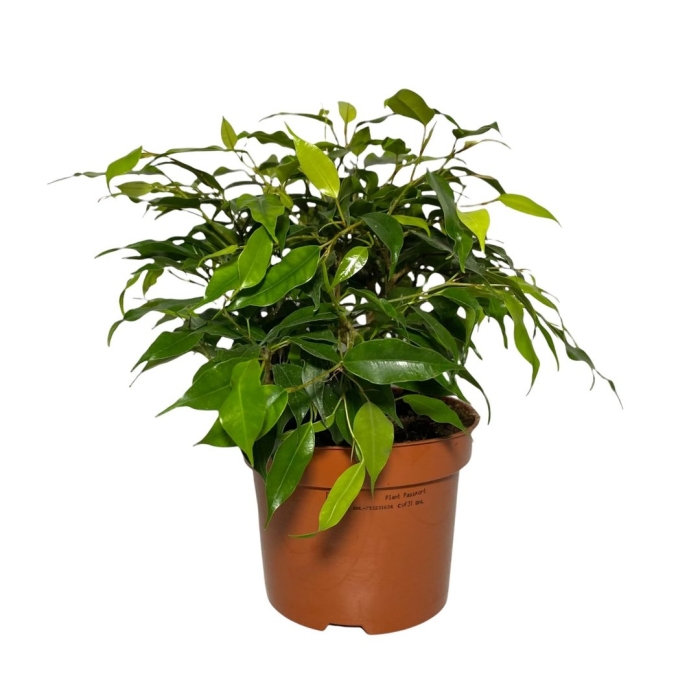 Фикус бенджамина грин кинки