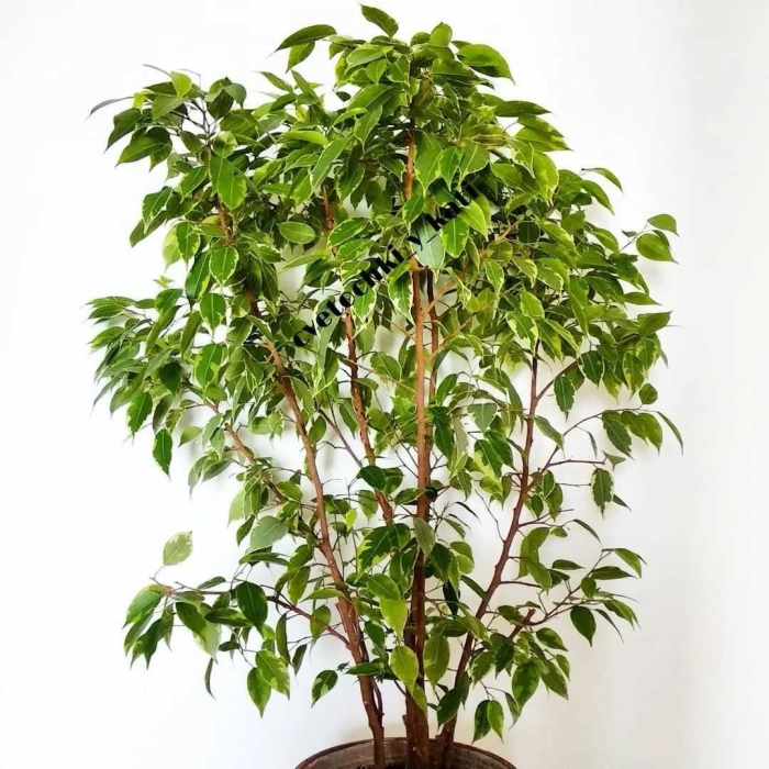 Фикус бенджамина куст