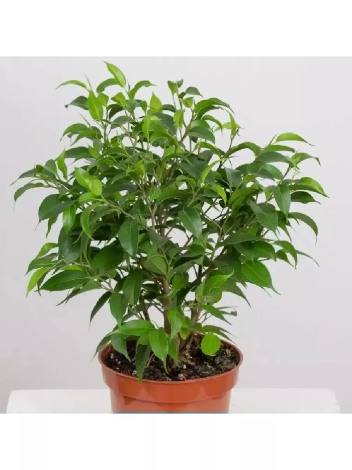 Цветок фикус бенджамина наташа