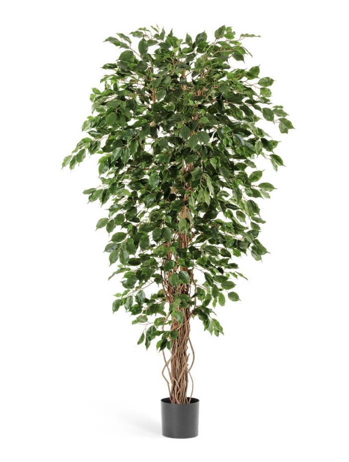 Фикус бенджамина дерево