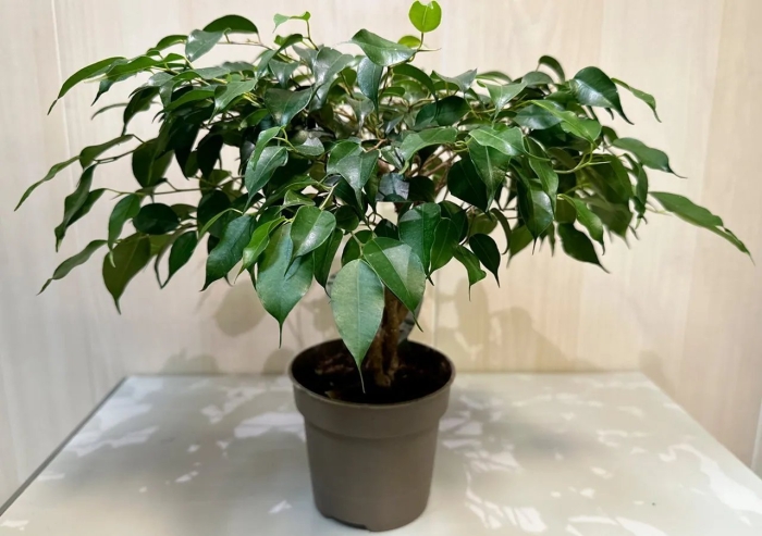 Фикус грин дрим