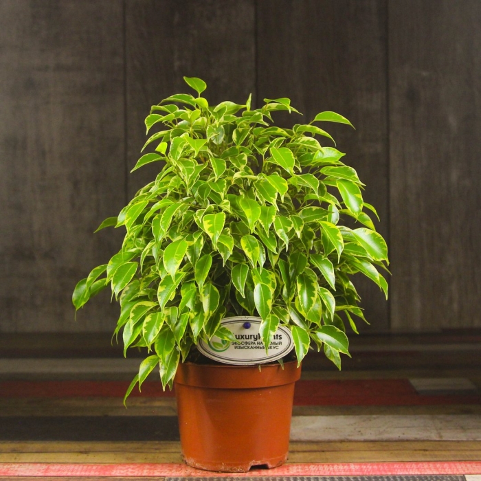 Фикус бенджамина твилайт