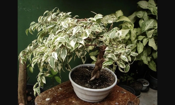 Фикус бенджамина вариегата