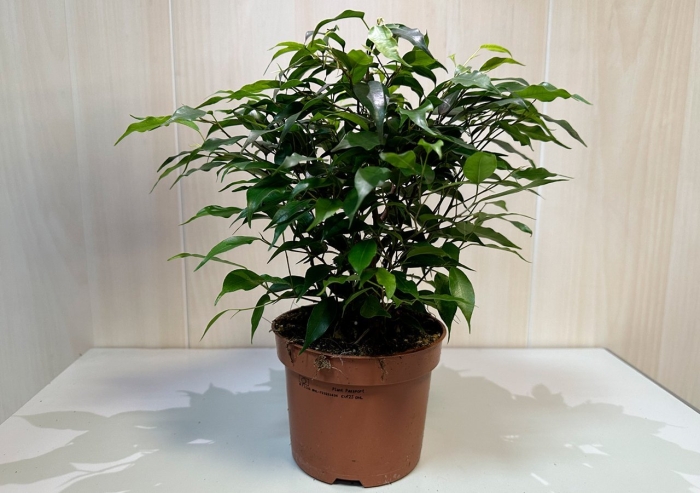 Фикус бендж кинки