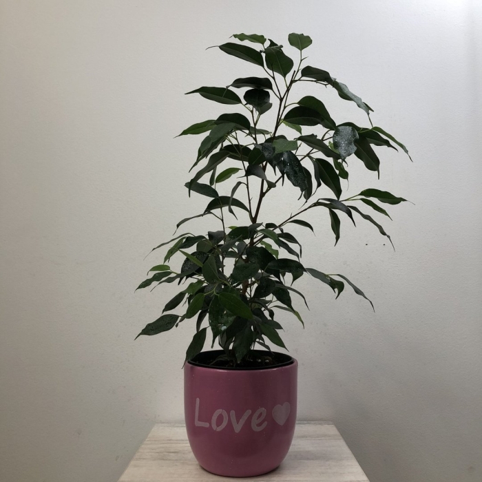 Растение фикус