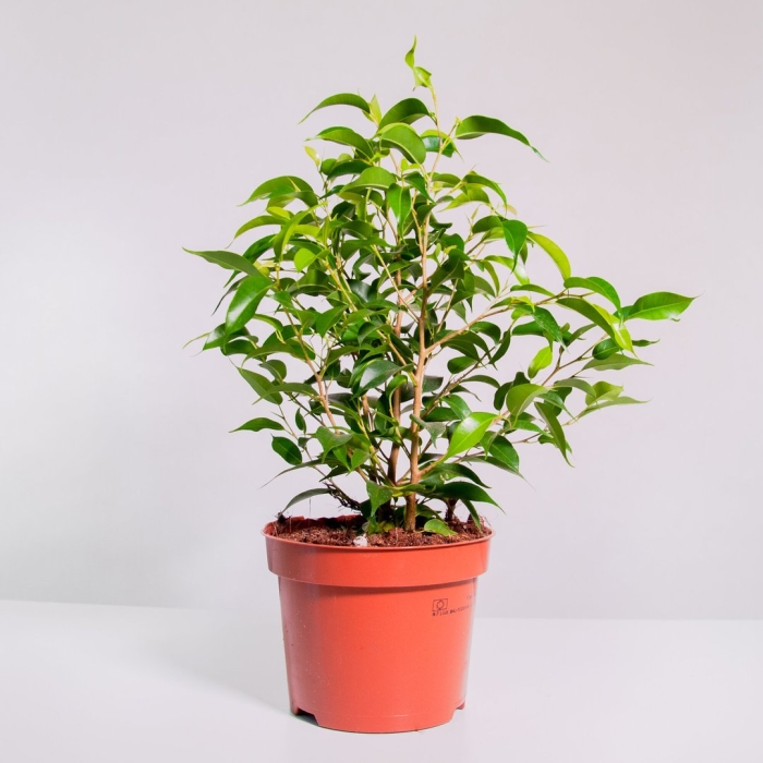 Фикус бенджамина наташа